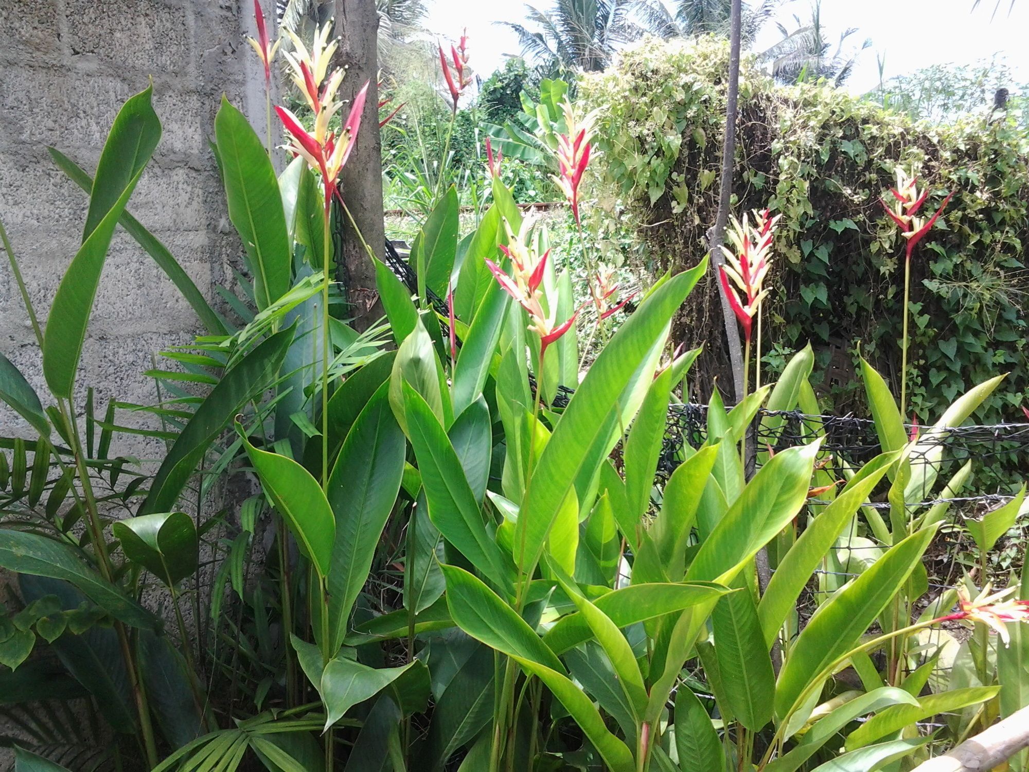 Orchid Villa #10 Hikkaduwa Esterno foto